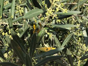 Repilo del olivar (Spilocaea oleagina)