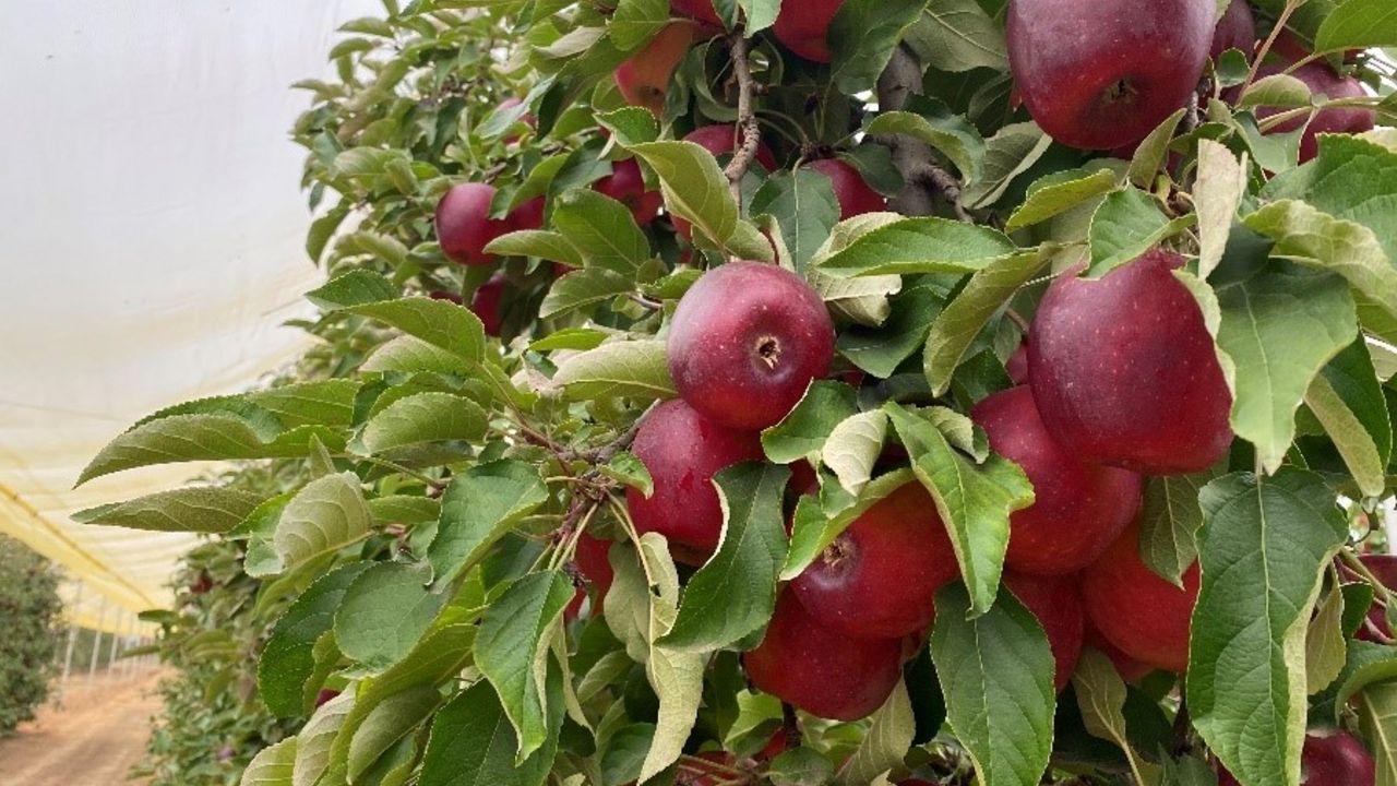 Certis Belchim lanza Moka®, extracto de levadura, para el cultivo de manzano