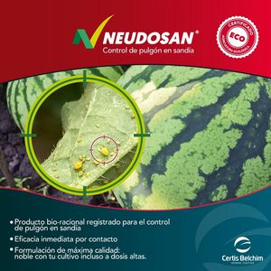 Neudosan® te ayuda a combatir los pulgones en plantaciones de melón y sandía